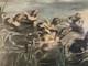 Beautiful Oil Painting On Canvas Duck Lake Animal Animals Nature 1920 Antique Art