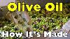 How Is Olive Oil Made