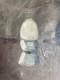 Peinture Huile Sur Toile Ouf Coquetier Coque Surréaliste Surréalisme 1930 Ancien